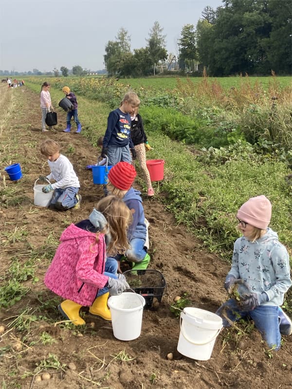 Kinder sammeln eifrig Kartoffeln vom Feld.